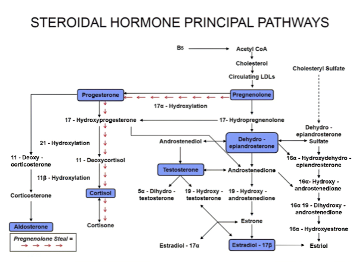 hormone chart